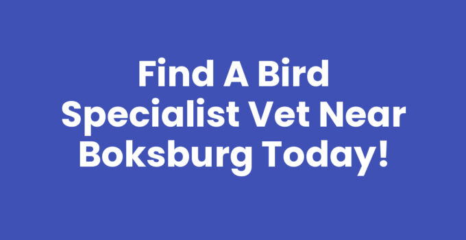 Find a Bird Specialist Vet Near Boksburg Today!