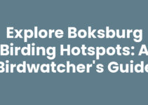 Explore Boksburg Birding Hotspots: A Birdwatcher’s Guide