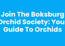 Join the Boksburg Orchid Society: Your Guide to Orchids
