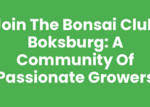 Join the Bonsai Club Boksburg: A Community of Passionate Growers