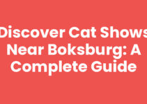 Discover Cat Shows Near Boksburg: A Complete Guide