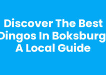 Discover the Best Dingos in Boksburg: A Local Guide