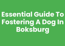 Essential Guide to Fostering a Dog in Boksburg