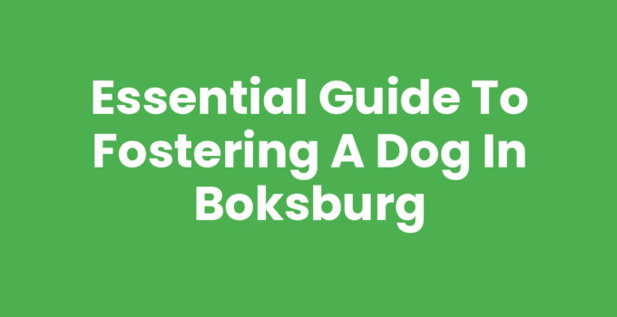 Essential Guide to Fostering a Dog in Boksburg