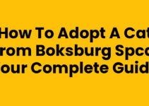 How to Adopt a Cat from Boksburg SPCA: Your Complete Guide