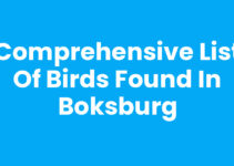 Comprehensive List of Birds Found in Boksburg