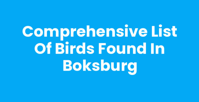 Comprehensive List of Birds Found in Boksburg