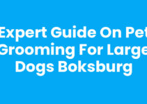 Expert Guide on Pet Grooming for Large Dogs Boksburg