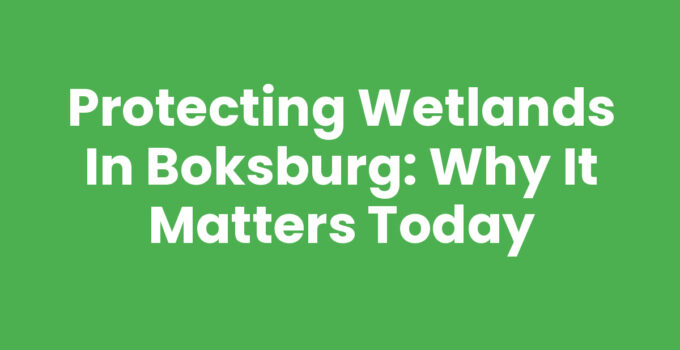 Protecting Wetlands in Boksburg: Why It Matters Today