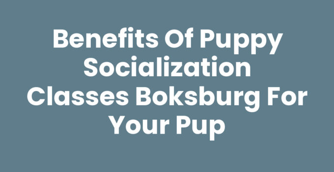 Benefits of Puppy Socialization Classes Boksburg for Your Pup