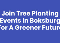 Join Tree Planting Events in Boksburg for a Greener Future